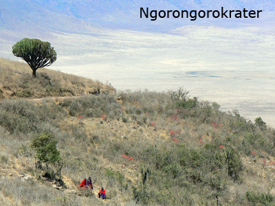 ngorongoro